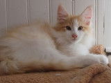 Adorable chaton Norvégien LOOF à vendre