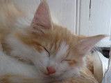 Adorable chaton Norvégien LOOF à vendre