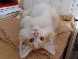 Adorable chaton Norvégien LOOF à vendre