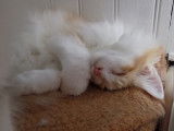 Adorable chaton Norvégien LOOF à vendre
