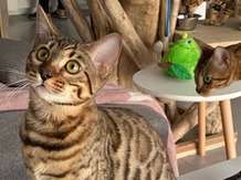 Chaton de race Bengal femelle à vendre