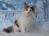 Magnifique chatonne Norvégienne disponible