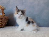 Magnifique chatonne Norvégienne disponible