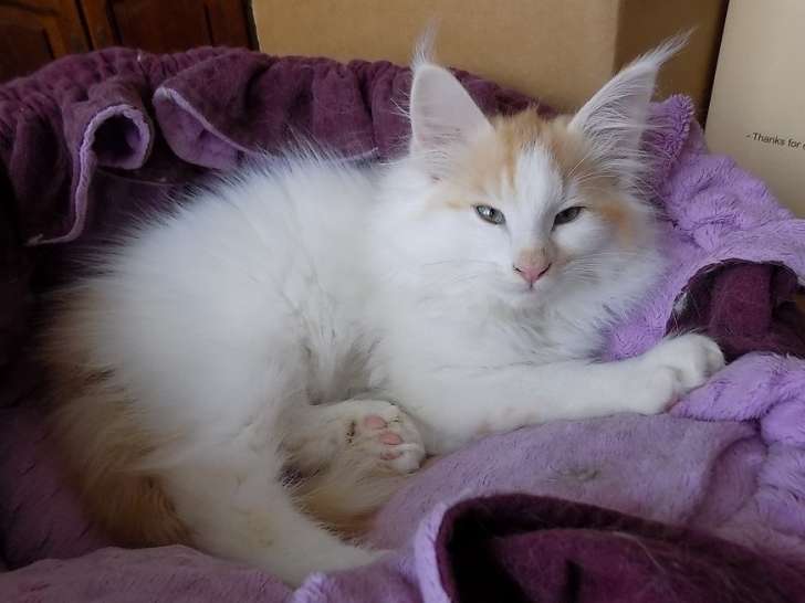 Chaton Norvegien Roux Et Doux A Vendre Petite Annonce Chat