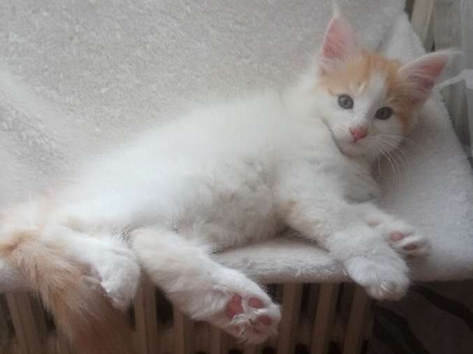 Chaton Norvegien Roux Et Doux A Vendre Petite Annonce Chat