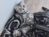 Chatons British Shorthair et Scottish Fold à vendre