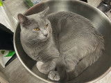 Saillie beau Chartreux de 24 mois disponible pour saillie