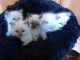 Les 5 petits amours de chatons!