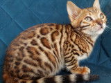Chaton bengal LOOF