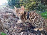 Chaton bengal LOOF