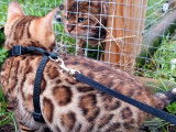 Chaton bengal LOOF