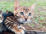Chaton bengal LOOF