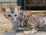 Chatons Bengal à vendre