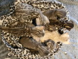 Chatons Bengal à vendre