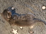 Chatons Bengal à vendre