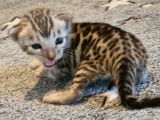 Chatons Bengal à vendre