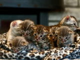 Chatons Bengal à vendre