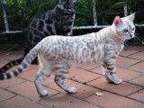 Chatons Bengal à vendre