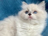 Magnifiques chatons Ragdoll LOOF &agrave; vendre