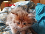 Chatons Sibériens à vendre (1 Femelle & 1 Mâle)
