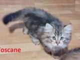 Chatons Sibériens à vendre (1 Femelle & 1 Mâle)