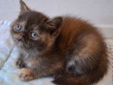 Une chatonne Exotic Shorthair chocolat non LOOF à réserver