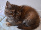Une chatonne Exotic Shorthair chocolat non LOOF à réserver