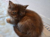 Une chatonne Exotic Shorthair chocolat non LOOF à réserver