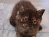Une chatonne Exotic Shorthair chocolat non LOOF à réserver
