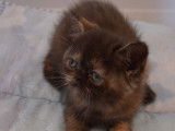 Une chatonne Exotic Shorthair chocolat non LOOF à réserver