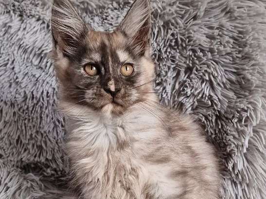 Disponible une chatonne Maine Coon black smoke (LOOF)