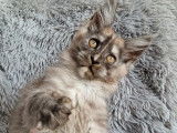 Disponible une chatonne Maine Coon black smoke (LOOF)