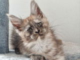 Disponible une chatonne Maine Coon black smoke (LOOF)