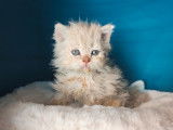 5 chatons Selkirk Rex et Straights LOOF disponibles à la réservation