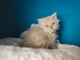 5 chatons Selkirk Rex et Straights LOOF disponibles à la réservation