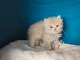 5 chatons Selkirk Rex et Straights LOOF disponibles à la réservation