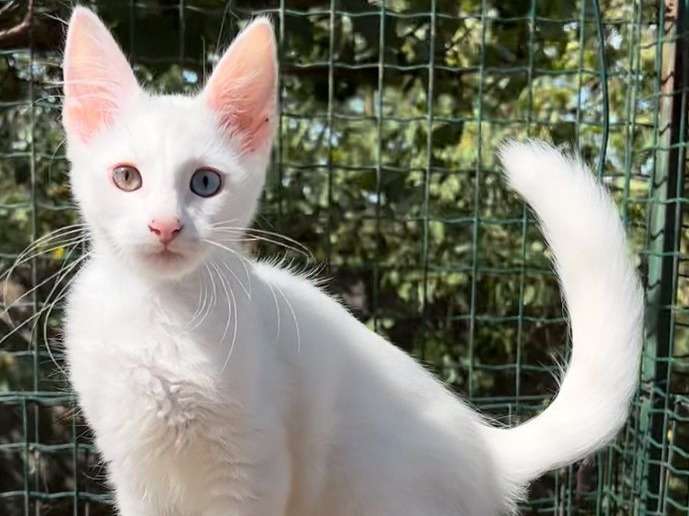 5 chatons Angoras Turcs à vendre (LOOF)