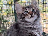 5 chatons Angoras Turcs à vendre (LOOF)