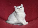 3 chatons British Shorthairs et Longhairs LOOF à acheter