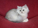 3 chatons British Shorthairs et Longhairs LOOF à acheter