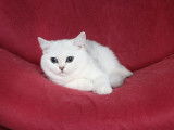 3 chatons British Shorthairs et Longhairs LOOF à acheter