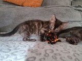Réservation pour 6 chatons Bengals LOOF