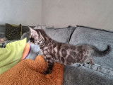 Réservation pour 6 chatons Bengals LOOF
