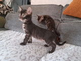 Réservation pour 6 chatons Bengals LOOF