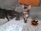 Réservation pour 6 chatons Bengals LOOF