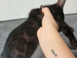 Réservation pour 6 chatons Bengals LOOF