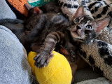 Réservation pour 6 chatons Bengals LOOF