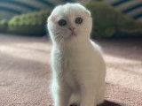 2 chatonnes Scottish Fold au pelage blanc solide disponibles &agrave; la vente