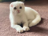 2 chatonnes Scottish Fold au pelage blanc solide disponibles &agrave; la vente