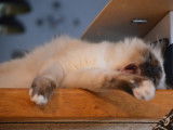 Adorable chaton Birman seal point &agrave; vendre